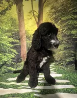 Yellow Collar , a male Sheepadoodle for sale in Tucson, AZ – 4 of 5