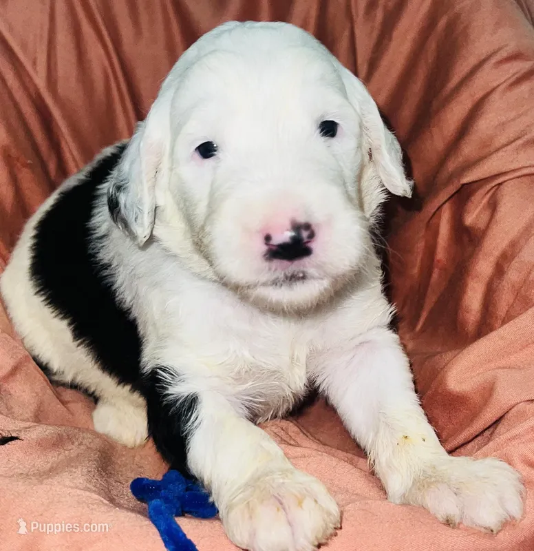Blue Collar – Sheepadoodle puppy for sale in Tucson, AZ