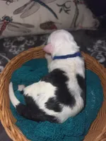 Blue Collar, a male Sheepadoodle for sale in Tucson, AZ – Photo 5 of 5