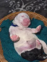 Blue Collar, a male Sheepadoodle for sale in Tucson, AZ – Photo 4 of 5