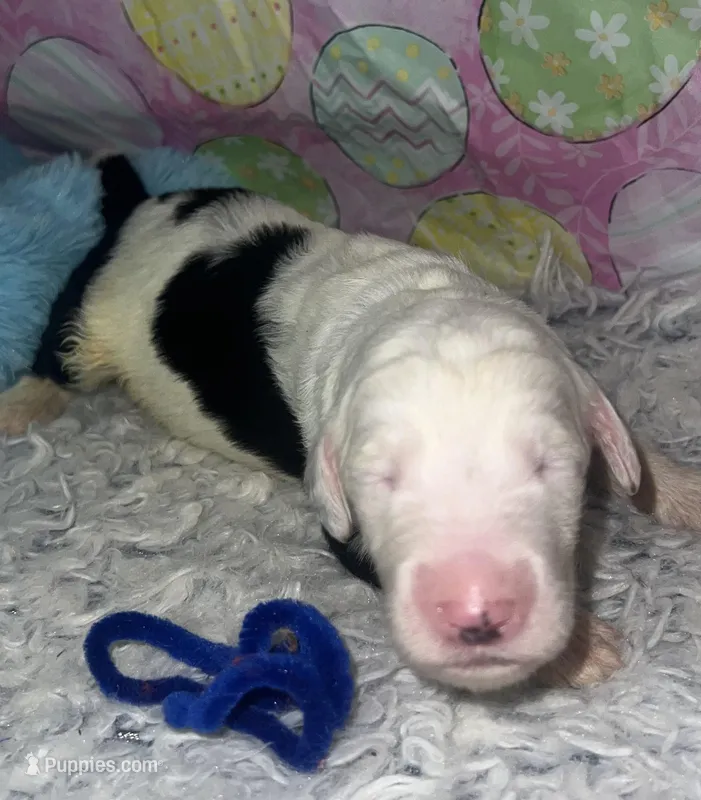 Blue Collar – Sheepadoodle puppy for sale in Tucson, AZ