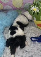 Blue Collar, a male Sheepadoodle for sale in Tucson, AZ – Photo 2 of 5