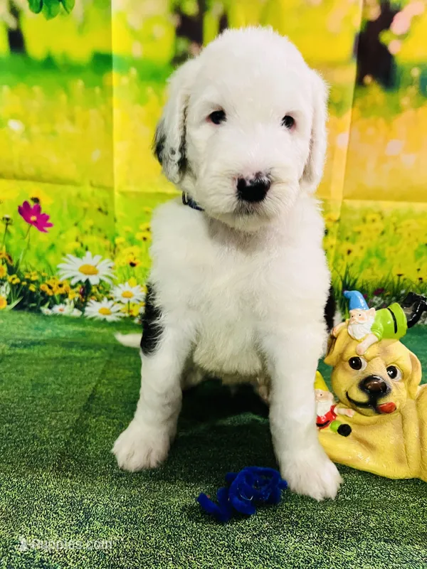 Blue Collar – Sheepadoodle puppy for sale in Tucson, AZ