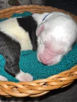 Blue Collar, a male Sheepadoodle for sale in Tucson, AZ – Photo 3 of 5