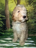 Miniature F1B sheepadoodle , a female Sheepadoodle for sale in Tucson, AZ – 3 of 6