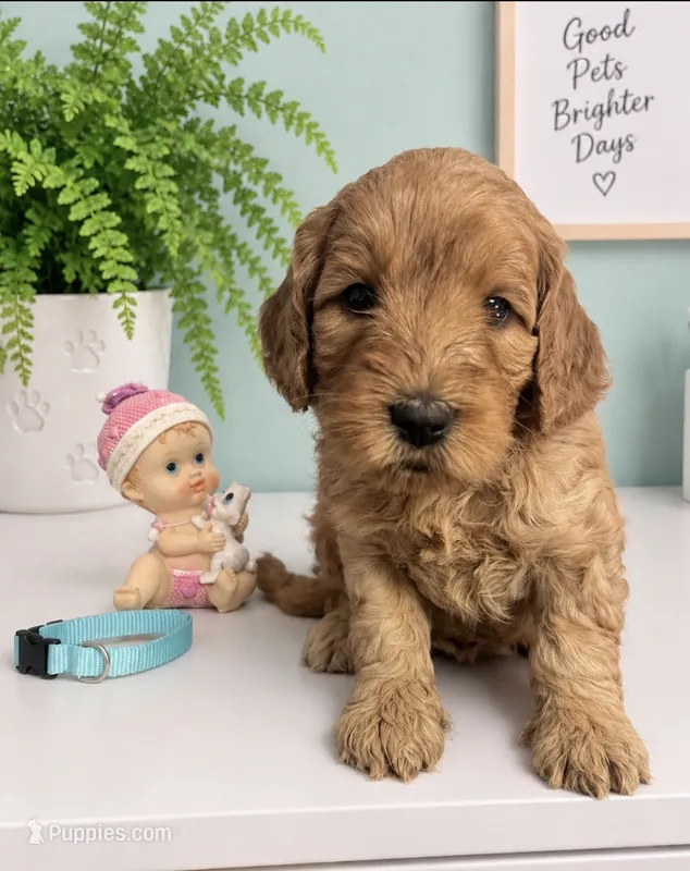 Aqua Collar – Miniature Goldendoodle puppy for sale in Tucson, AZ