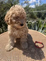 Red Collar, a male Miniature Aussiedoodle for sale in Tucson, AZ – 5 of 10