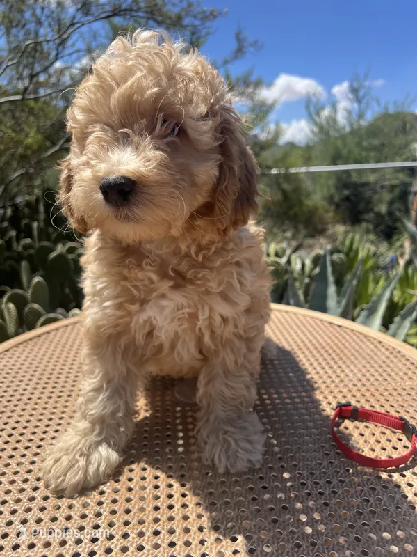 Red Collar – Miniature Aussiedoodle puppy on hold in Tucson, AZ