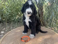 Orange Collar , a male Sheepadoodle for sale in Tucson, AZ – 9 of 10