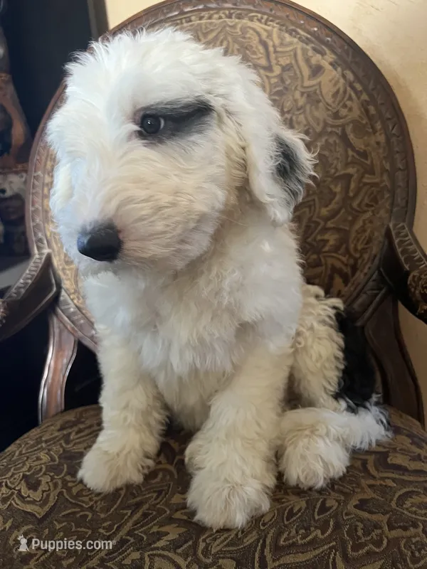Black Collar  – Sheepadoodle puppy for sale in Tucson, AZ