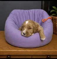 Orange Collar, a male Miniature Goldendoodle for sale in Tucson, AZ – 3 of 5