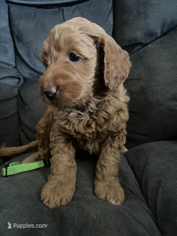 Lime Collar  – Miniature Goldendoodle puppy for sale in Tucson, AZ