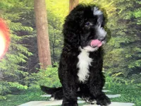 Gray Collar , a male Sheepadoodle for sale in Tucson, AZ – 6 of 7
