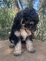 Lime collar, a male Sheepadoodle for sale in Tucson, AZ – 2 of 4