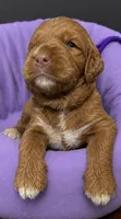 Purple Collar, a female Miniature Goldendoodle for sale in Tucson, AZ – 2 of 6