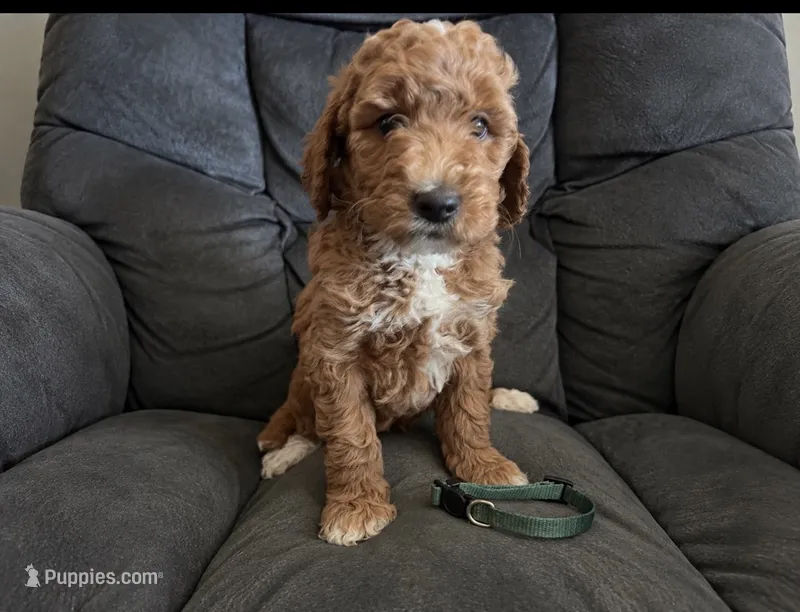 Green Collar  – Miniature Goldendoodle puppy for sale in Tucson, AZ