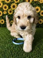 Aqua Collar, a female Miniature Aussiedoodle for sale in Tucson, AZ – 2 of 5