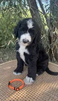 Orange Collar , a male Sheepadoodle for sale in Tucson, AZ – 6 of 10