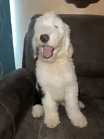 Blue Collar, a male Sheepadoodle for sale in Tucson, AZ – 2 of 6