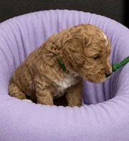 Green Collar , a female Miniature Goldendoodle for sale in Tucson, AZ – 2 of 6