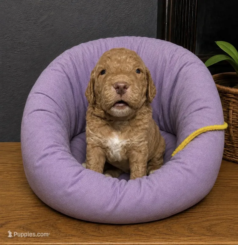 Yellow Collar – Miniature Goldendoodle puppy for sale in Tucson, AZ