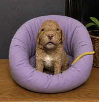 Yellow Collar, a male Miniature Goldendoodle for sale in Tucson, AZ – 1 of 6