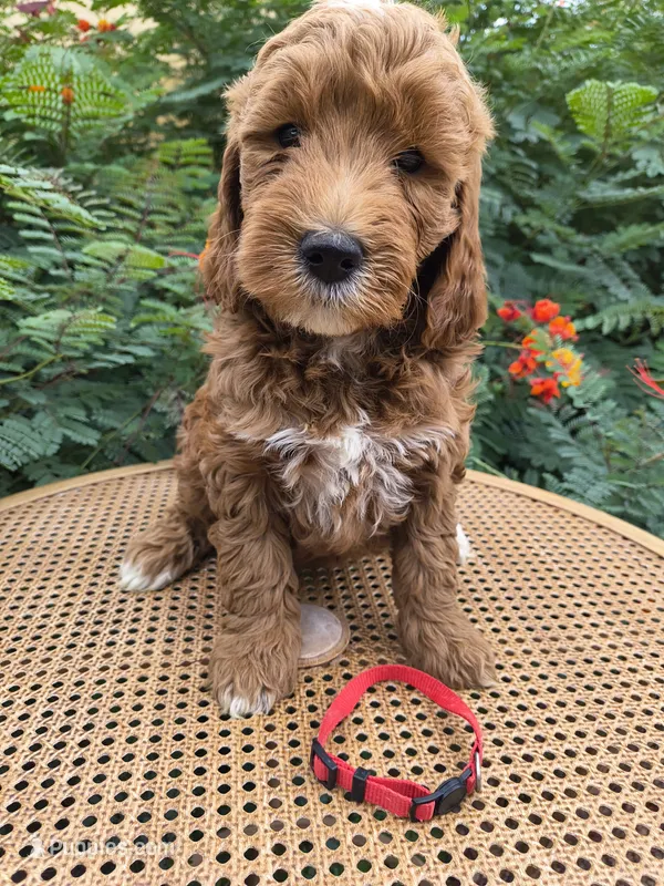 Red Collar – Miniature Goldendoodle puppy for sale in Tucson, AZ