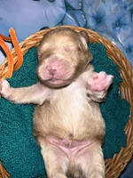 Orange Collar, a male Miniature Aussiedoodle for sale in Tucson, AZ – 5 of 6