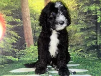 Gray Collar , a male Sheepadoodle for sale in Tucson, AZ – 7 of 7