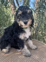 Lime collar, a male Sheepadoodle for sale in Tucson, AZ – 4 of 4