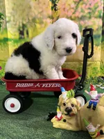 Black Collar , a male Sheepadoodle for sale in Tucson, AZ – 3 of 6