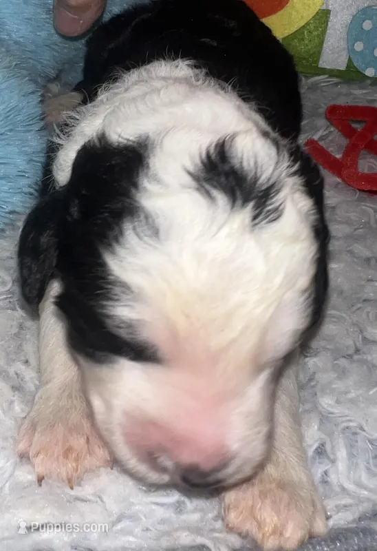 Red collar  – Sheepadoodle puppy for sale in Tucson, AZ