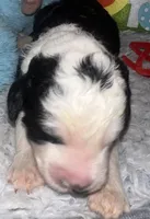 Red collar , a male Sheepadoodle for sale in Tucson, AZ – Photo 1 of 5