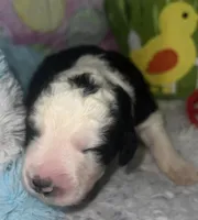Red collar , a male Sheepadoodle for sale in Tucson, AZ – Photo 3 of 5