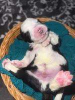 Red collar , a male Sheepadoodle for sale in Tucson, AZ – Photo 5 of 5