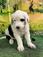 Black Collar , a male Sheepadoodle for sale in Tucson, AZ – 2 of 6