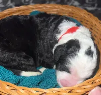 Red collar , a male Sheepadoodle for sale in Tucson, AZ – Photo 4 of 5
