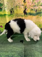 Black Collar , a male Sheepadoodle for sale in Tucson, AZ – 6 of 6