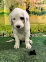 Black Collar , a male Sheepadoodle for sale in Tucson, AZ – 4 of 6