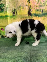 Black Collar , a male Sheepadoodle for sale in Tucson, AZ – 5 of 6