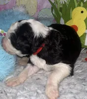 Red collar , a male Sheepadoodle for sale in Tucson, AZ – Photo 2 of 5