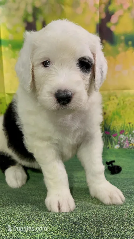 Black Collar  – Sheepadoodle puppy for sale in Tucson, AZ