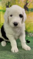 Black Collar , a male Sheepadoodle for sale in Tucson, AZ – 1 of 6