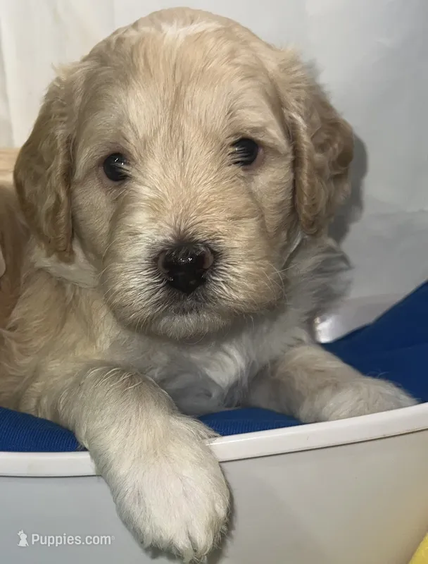 Blue collar, a male Miniature Aussiedoodle for sale in Tucson, AZ – 1 of 4