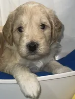 Blue collar, a male Miniature Aussiedoodle for sale in Tucson, AZ – 1 of 4