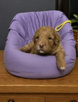 Yellow Collar, a male Miniature Goldendoodle for sale in Tucson, AZ – 3 of 6