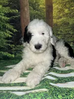 Purple Collar, a female Sheepadoodle for sale in Tucson, AZ – 5 of 9