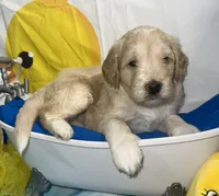 Blue collar, a male Miniature Aussiedoodle for sale in Tucson, AZ – 3 of 4