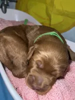 Lime Collar , a female Miniature Goldendoodle for sale in Tucson, AZ – 4 of 6