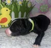 Lime  Collar, a female Sheepadoodle for sale in Tucson, AZ – Photo 2 of 4